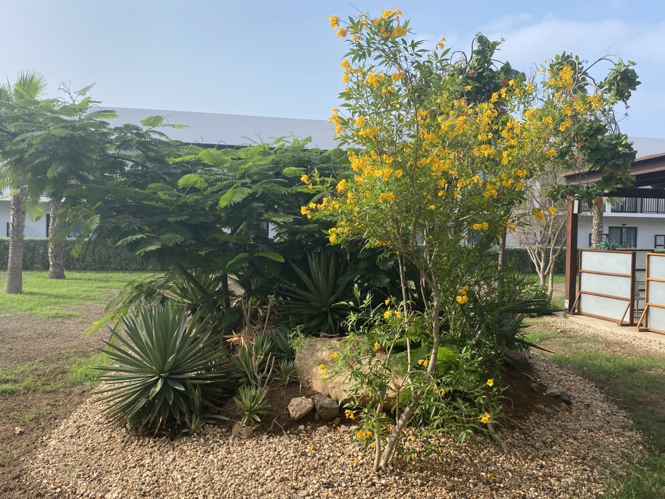 Gartenanlage Meliá Laguna Beach