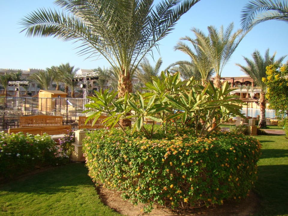 Сад Pickalbatros Palace Resort