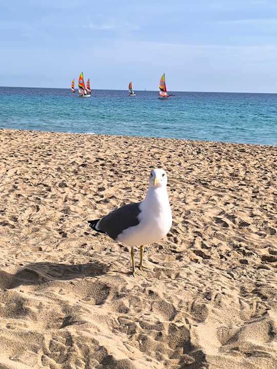 Strand Occidental Jandía Royal Level - Adults only