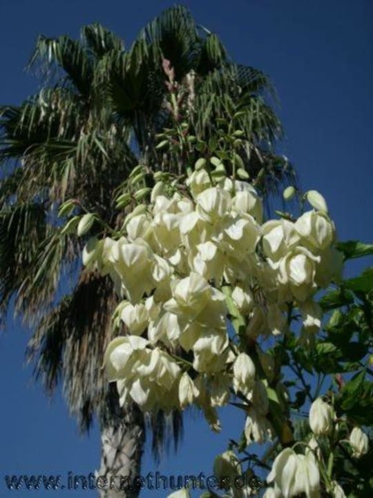 Garten MC Beach Park Resort Hotel