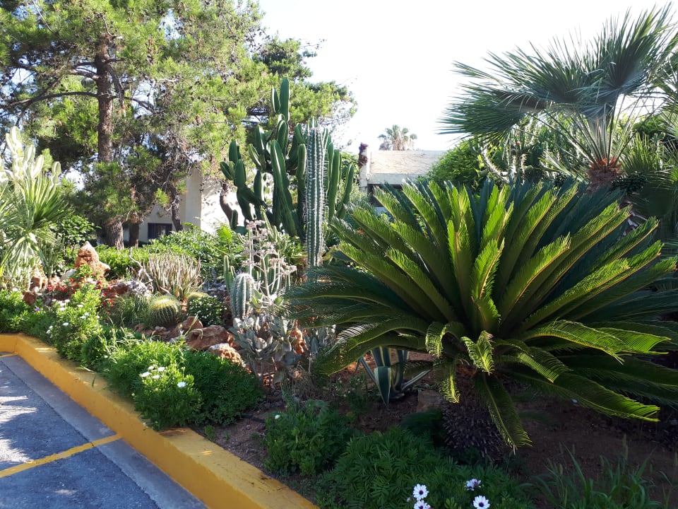 Gartenanlage Dessole Dolphin Bay Resort