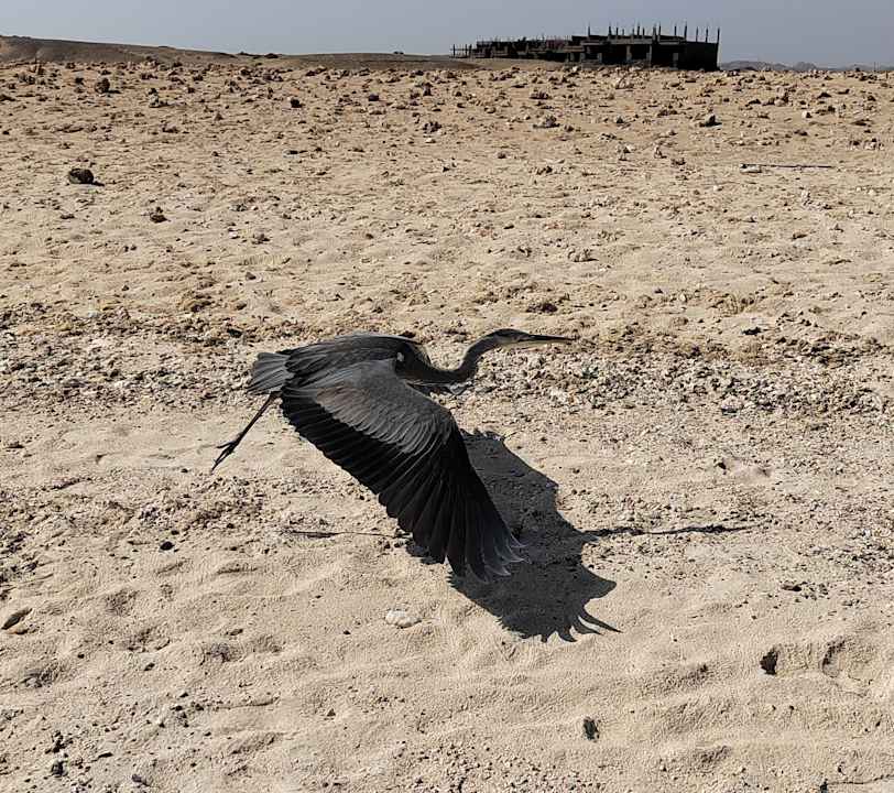 Außenansicht Novotel Marsa Alam Beach Resort