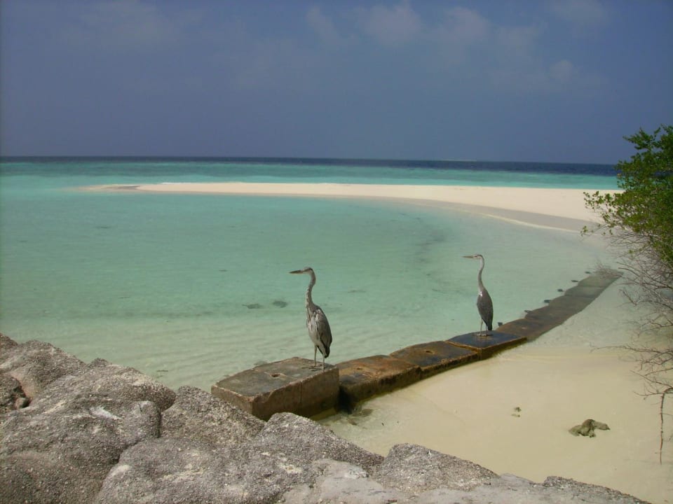 West end of island Eri Maldives