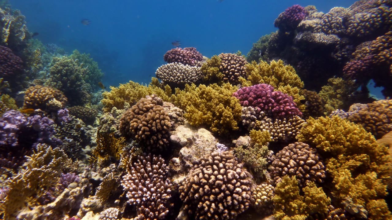 Sport & Freizeit Shams Alam Beach Resort