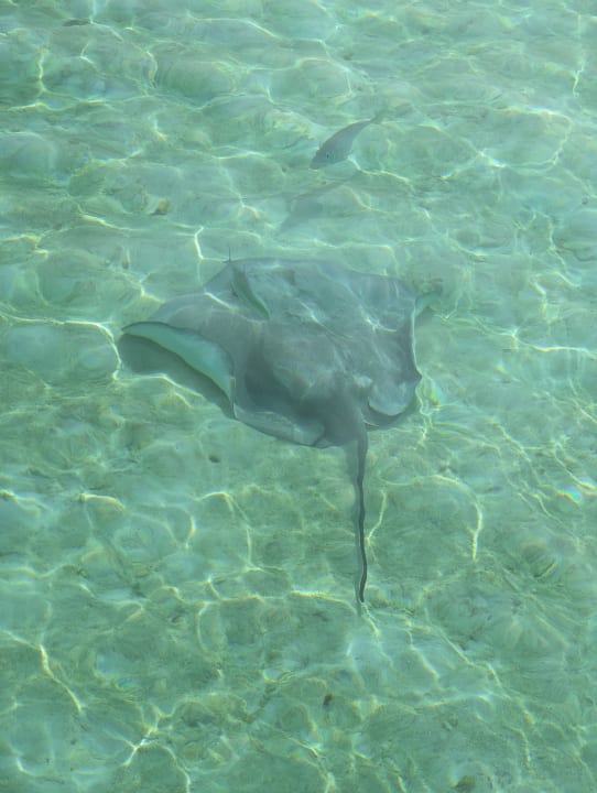 Sport & Freizeit Hotel Riu Palace Maldivas