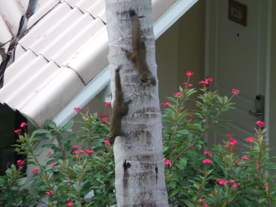 Thailändische "Eichhörnchen" liefen da viele rum Cape Panwa Hotel