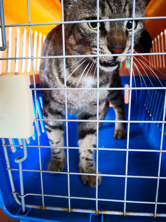 Katerchen hatte glücklicherweise nur Kratzer. Giftun Azur Resort