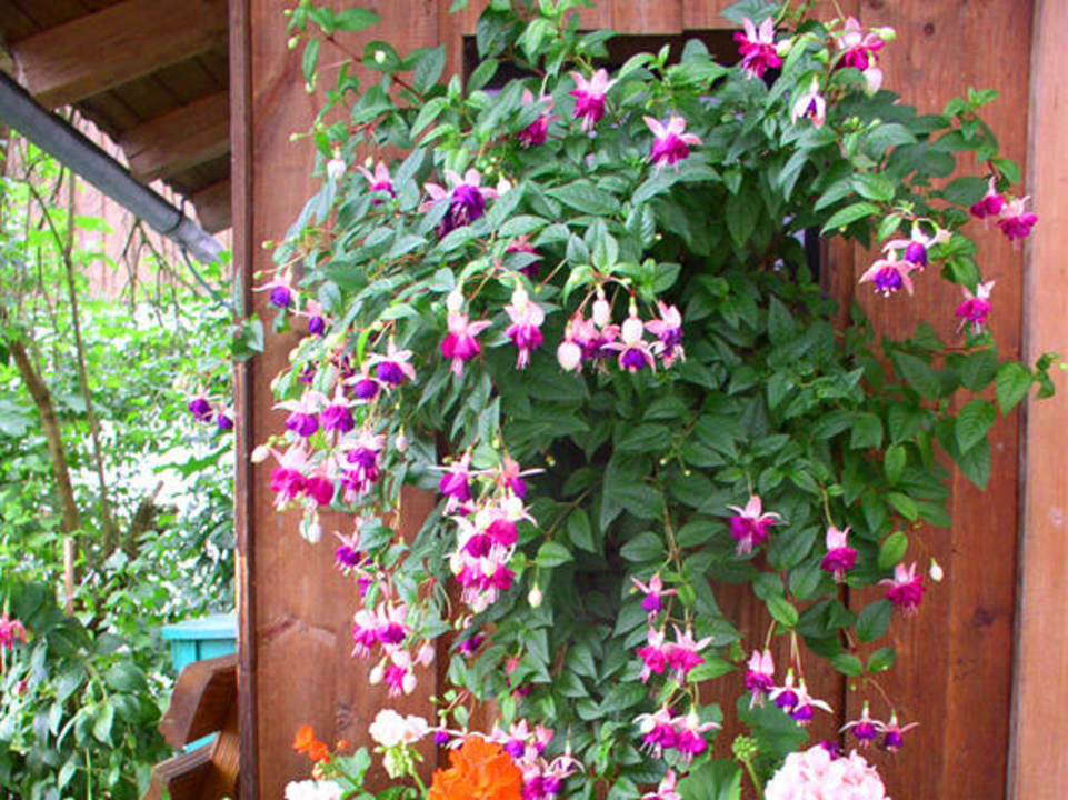 Blumen Pension Südhang