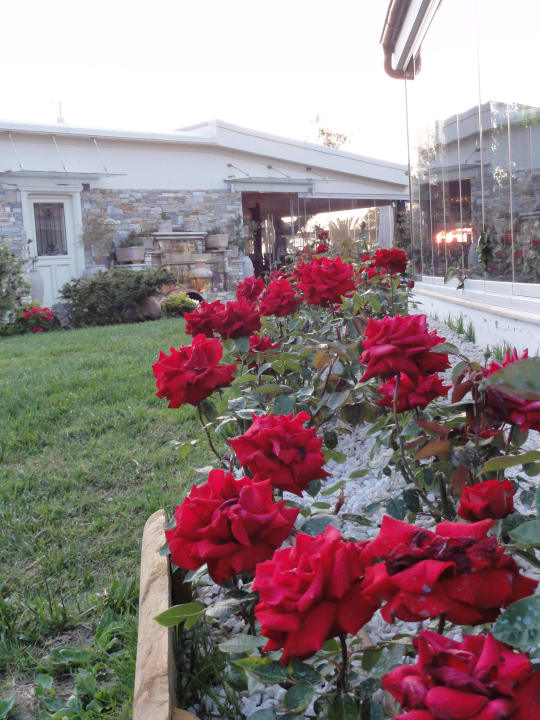 Rosen vor dem Restaurant Anthemus Sea Beach Hotel & Spa