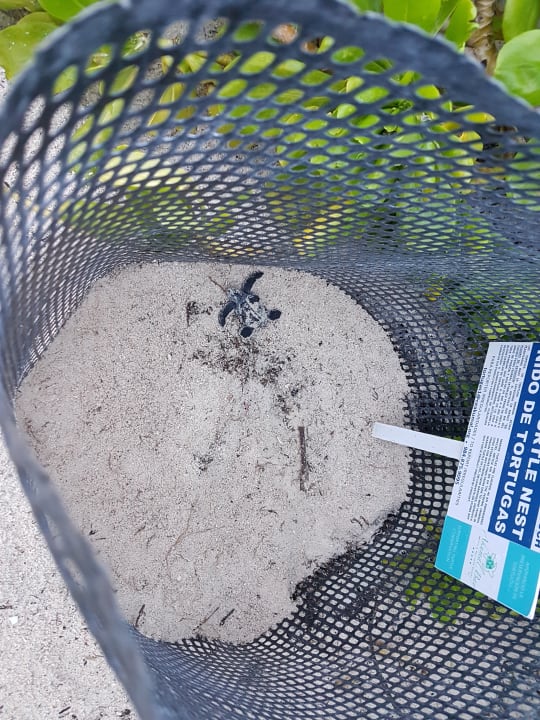 Sonstiges Akumal Bay Beach & Wellness Resort