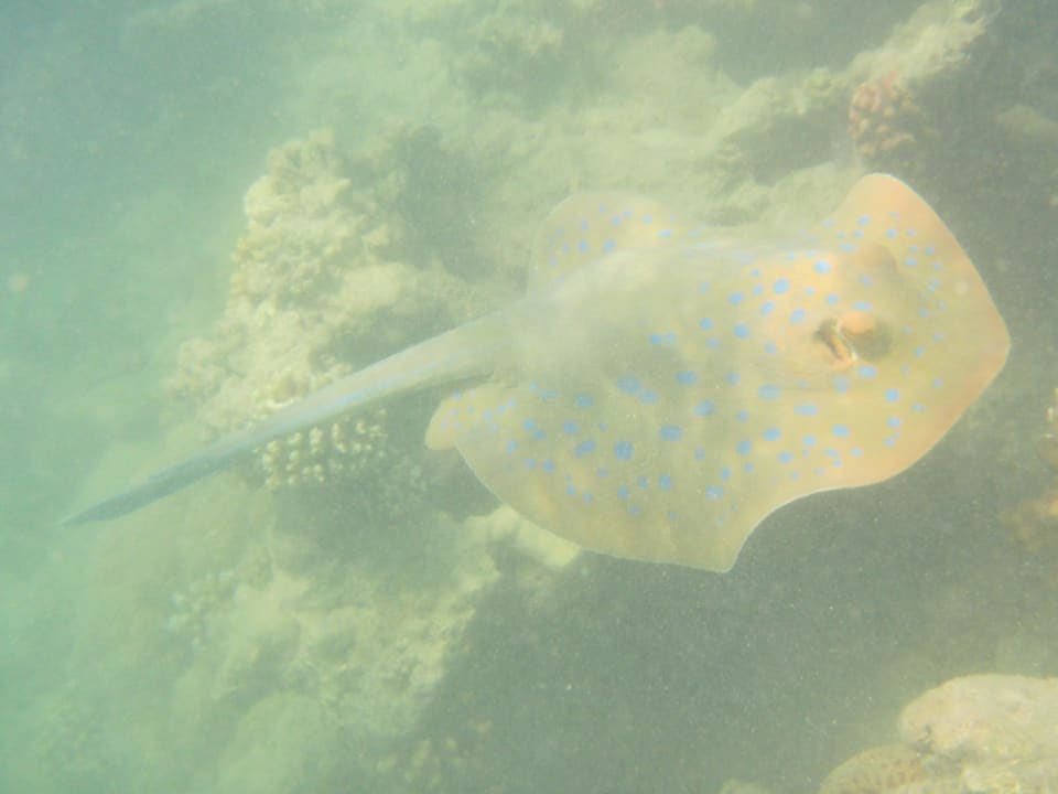 Rochen Makadi Spa - Adults only