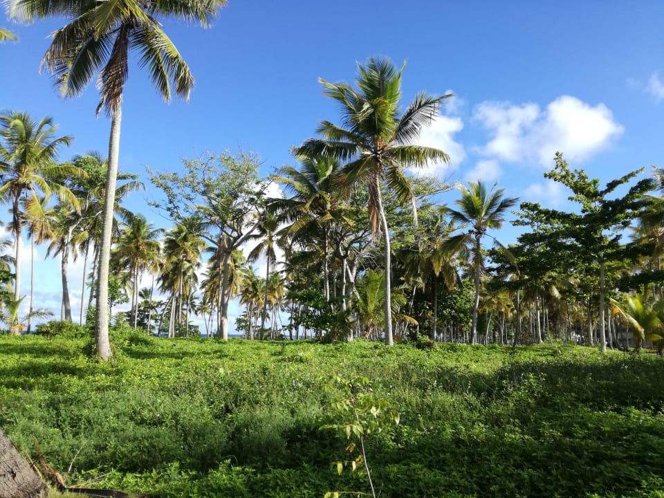 Außenansicht Wyndham Alltra Samana