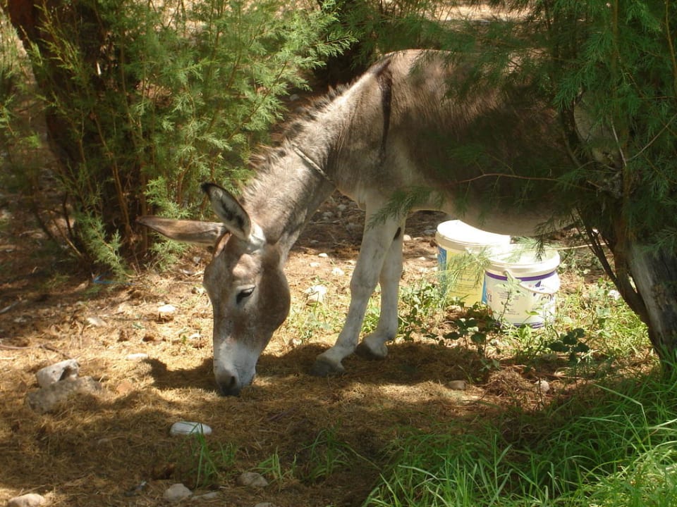 Unser eigener Esel Irene Palace Beach Resort Club alltoura