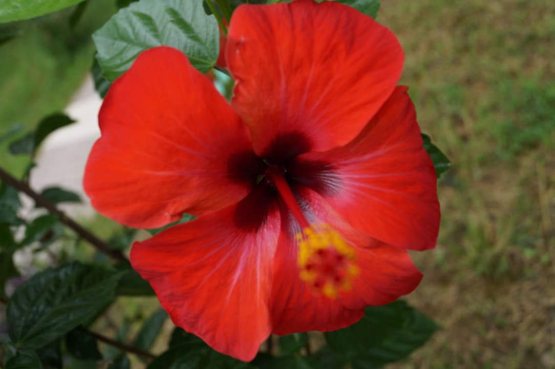 Hibiskus  Hotel Sirma