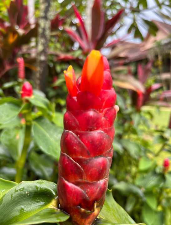 Gartenanlage Best Western Premier Bangtao Beach Resort & Spa