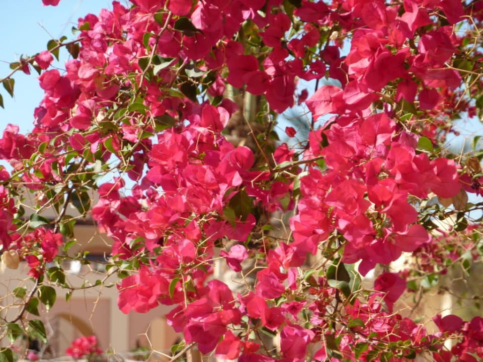 Blüten Steigenberger Coraya Beach - Adults only