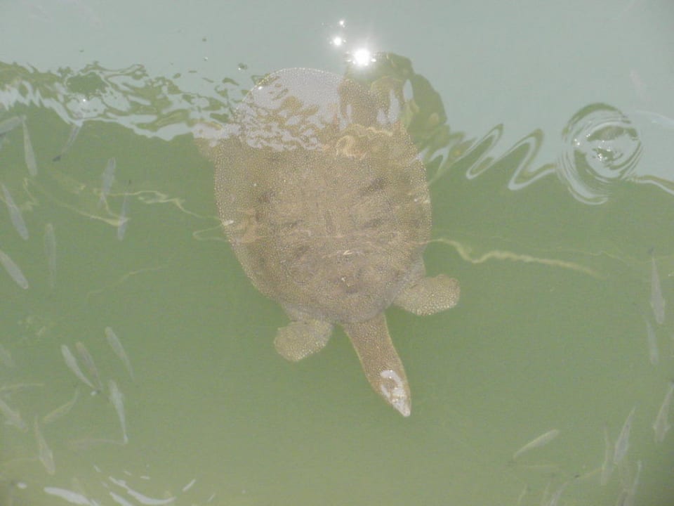 Schildkröten im Bach seitlich Miramare Queen Hotel