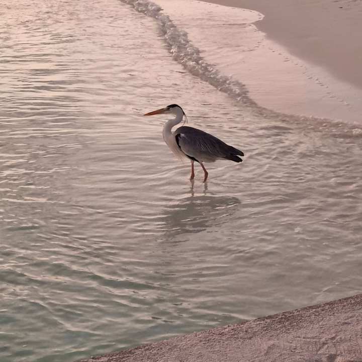Außenansicht Kuredu Island Resort & Spa