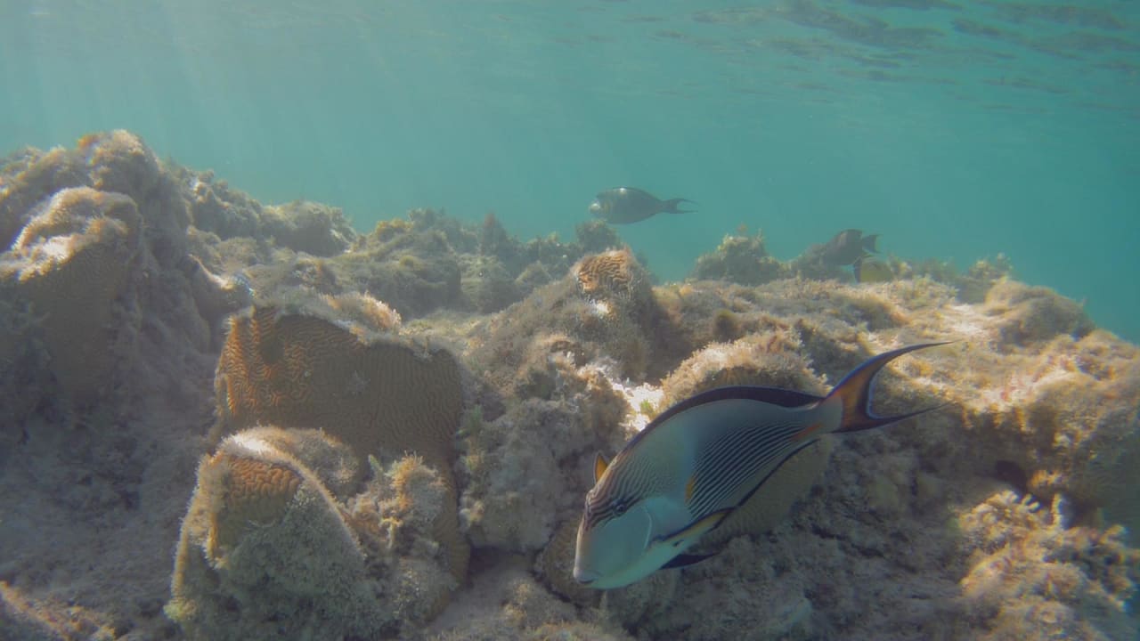 Sport & Freizeit Hotel Gorgonia Beach Resort