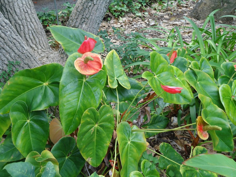 Blumen Apartments La Paz