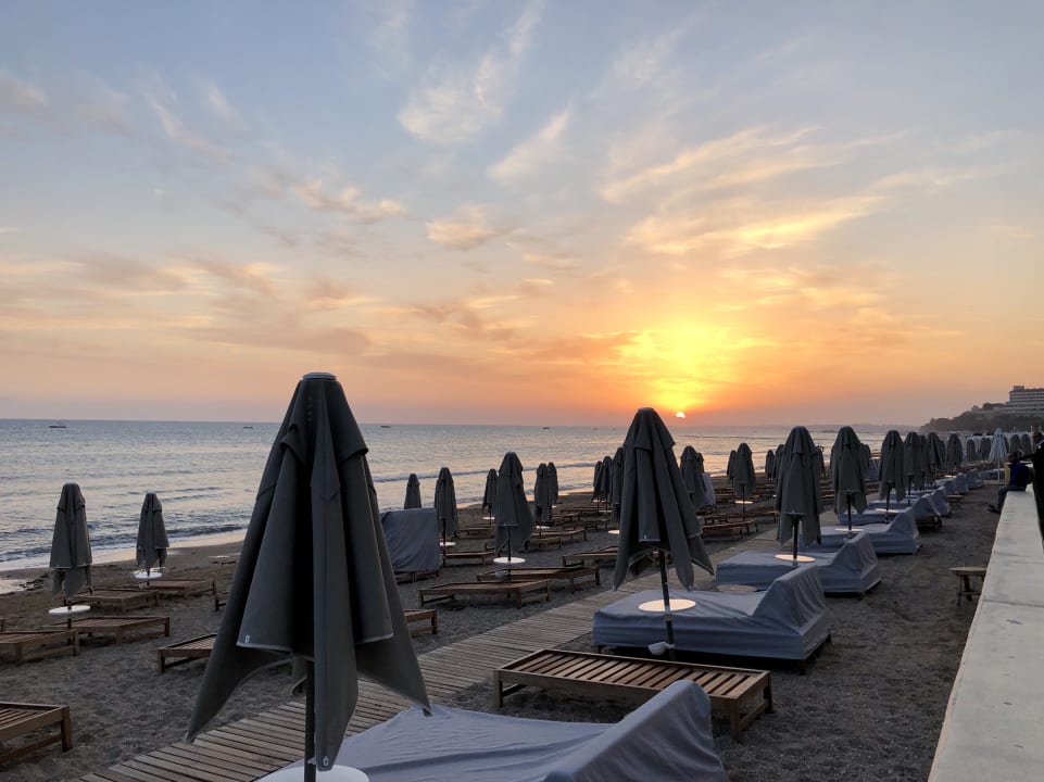 Strand Acanthus Cennet Barut Collection