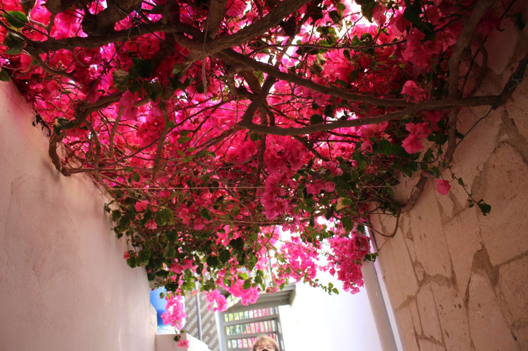 Gartenanlage Alcudia Garden Aparthotel