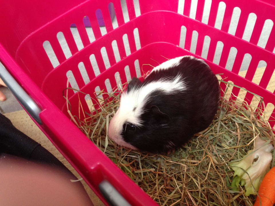 Der Streichelzoo war da Hotel NockResort