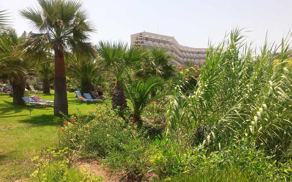 Tolle Liegewiese unter Palmen Crystal Springs Beach Hotel