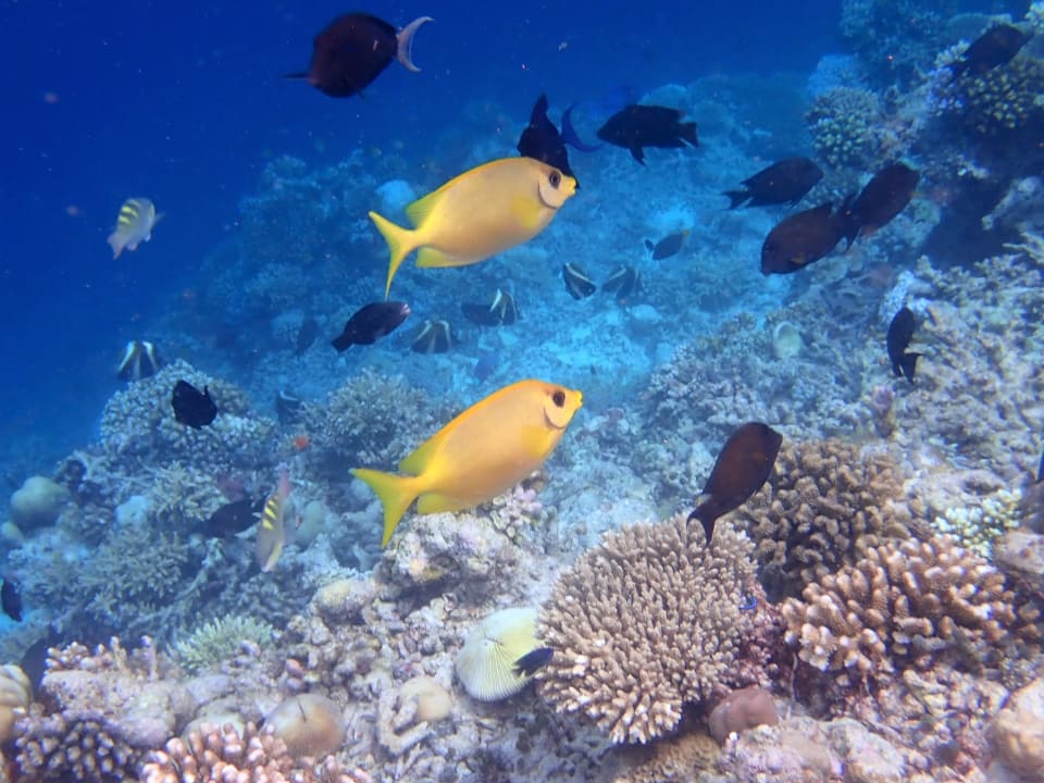 Sport & Freizeit Filitheyo Island Resort