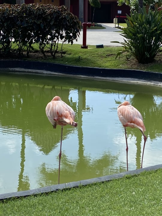 Gartenanlage Caribe Deluxe Princess