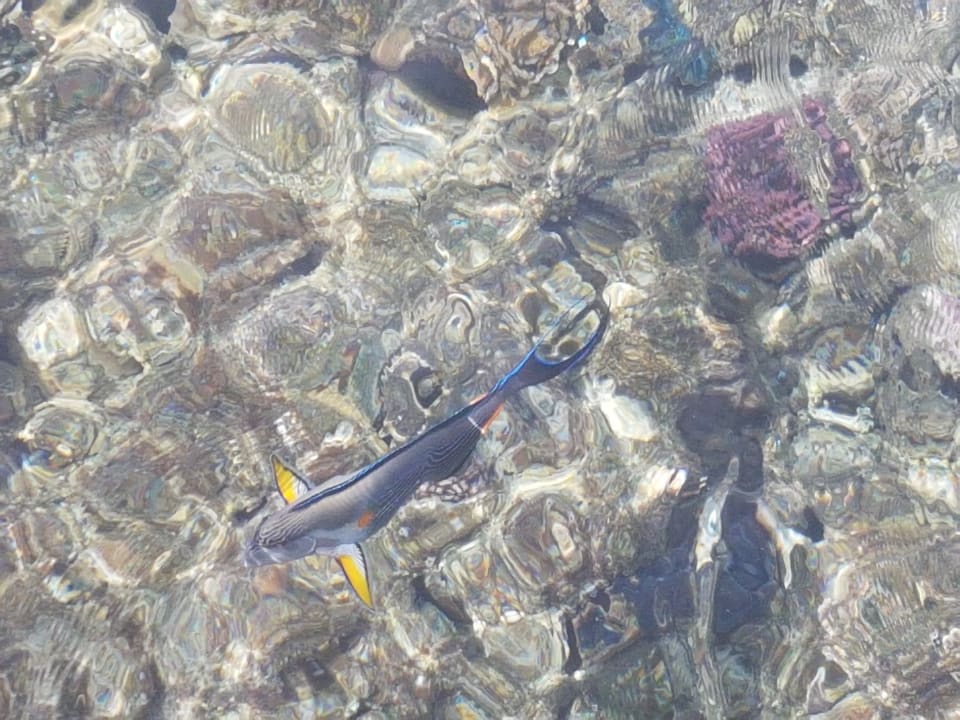 Strand TUI BLUE Samaya