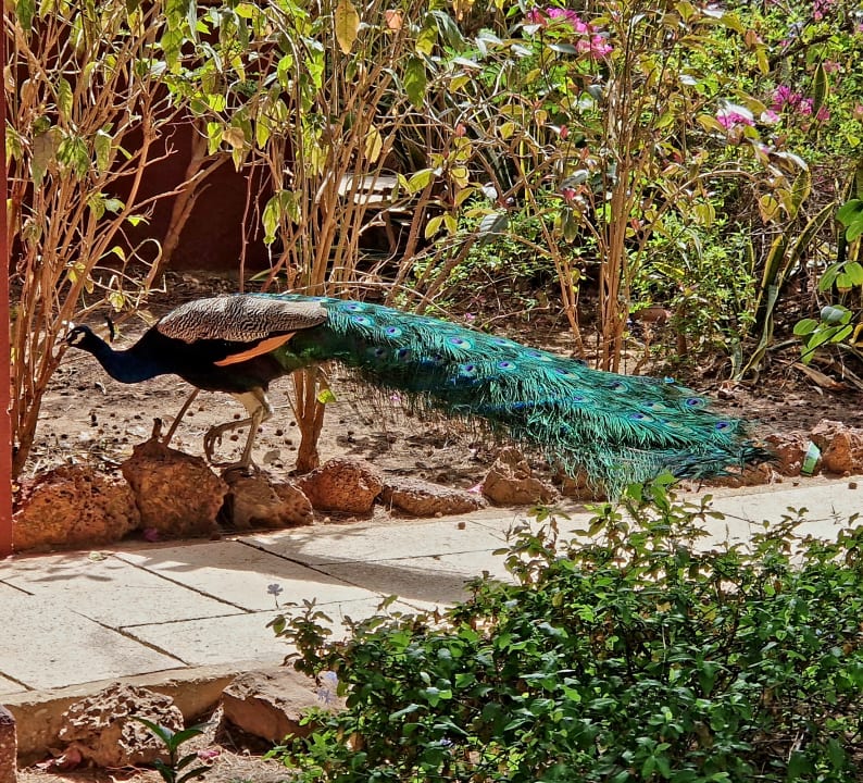 Gartenanlage Royal Horizons Baobab