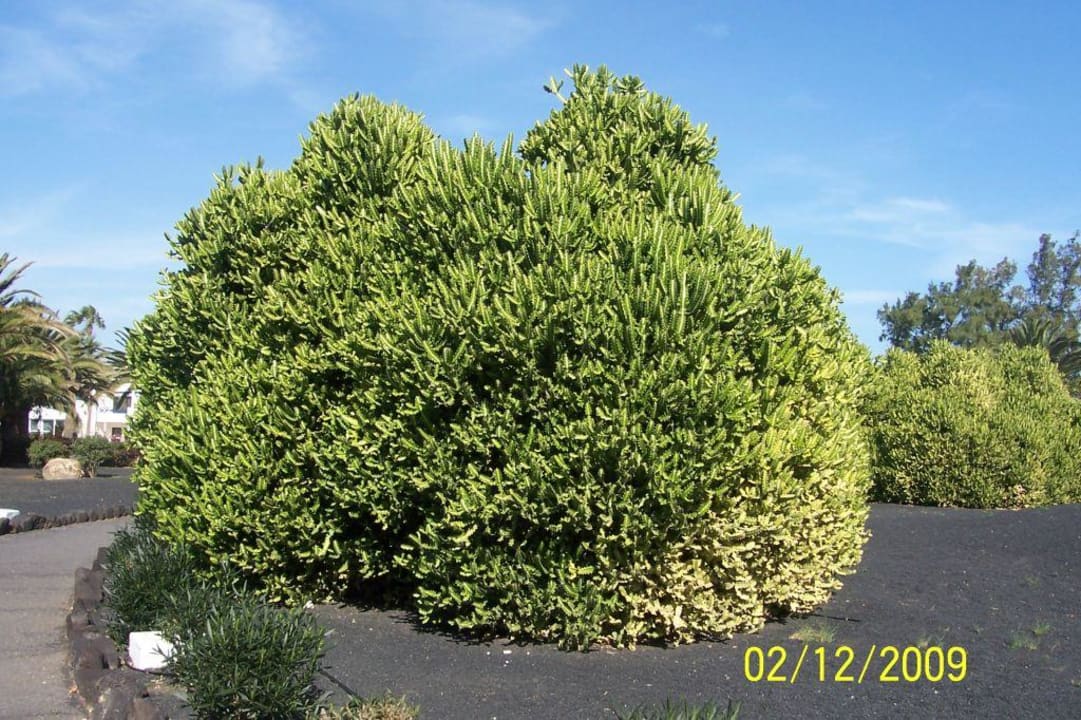 Garten Relaxia Olivina