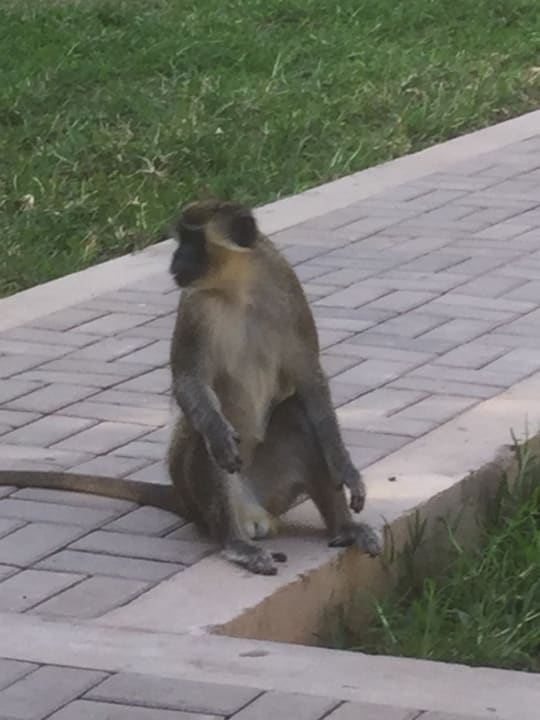Gartenanlage Hotel Senegambia Beach