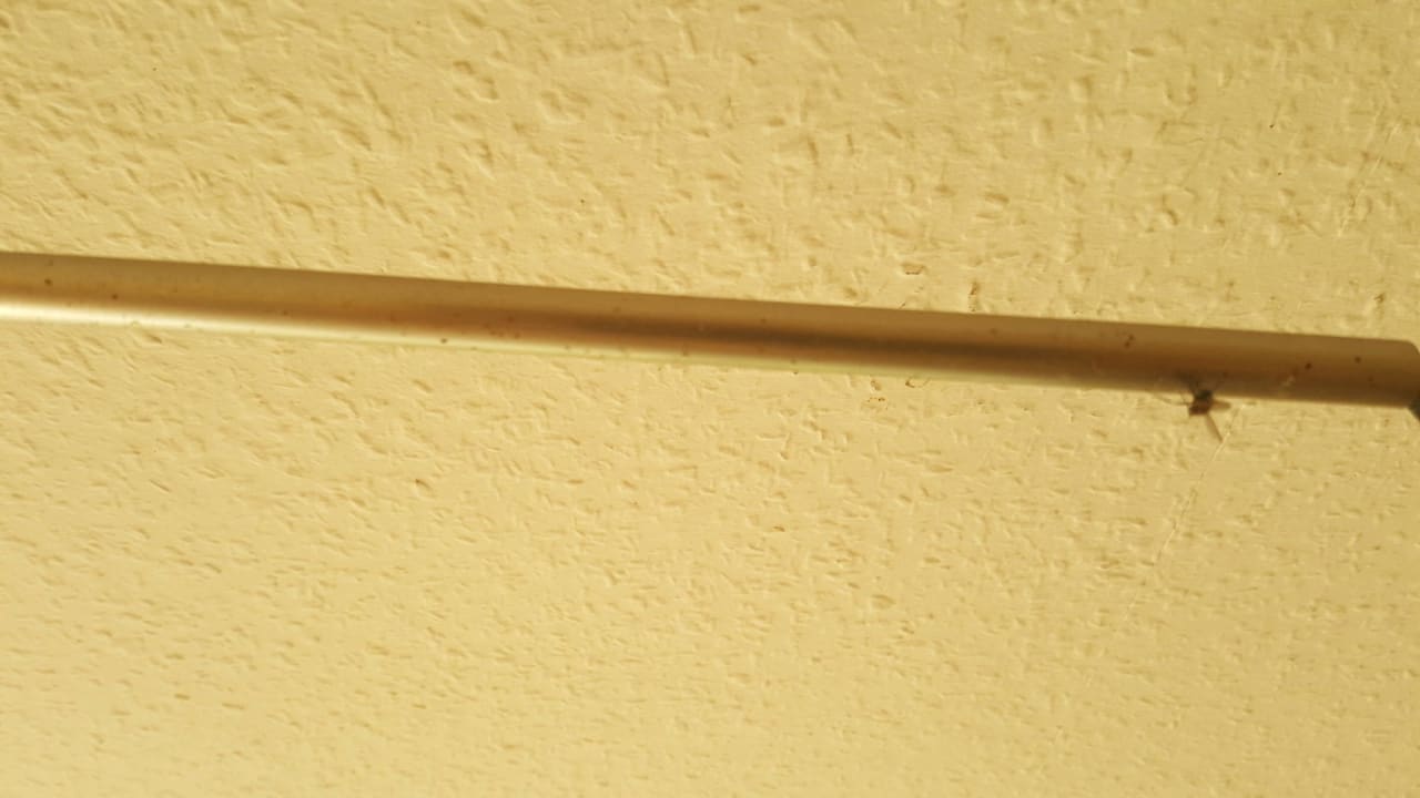 Die Fliege im Dreck gestorben Ferienwohnungen Ferienpark Weissenhäuser Strand