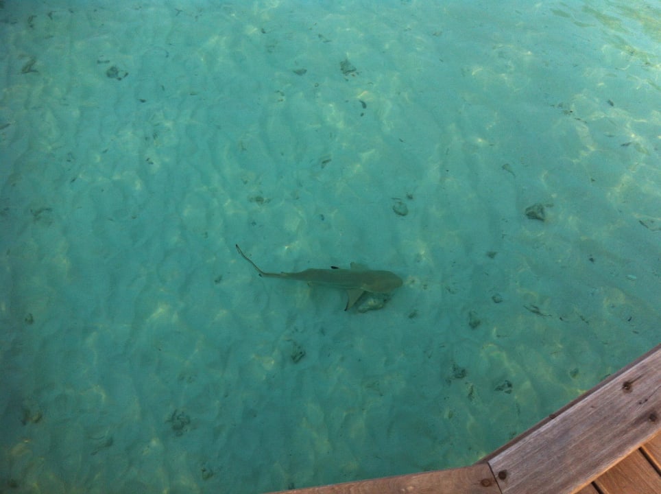 Schwarzspitzen Riffhai Kuramathi Maldives