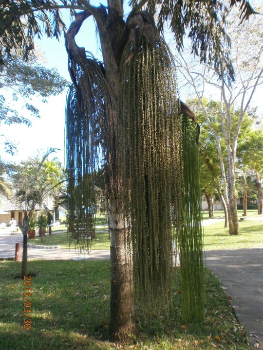 Alter Baumbestand Baobab Holiday Resort