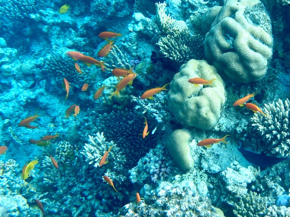 Sport & Freizeit Palm Royale Resort - Soma Bay