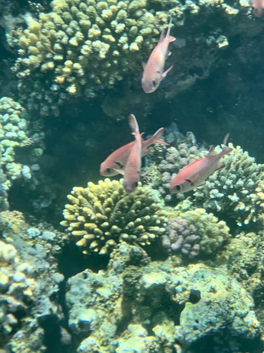 Sport & Freizeit Novotel Marsa Alam Beach Resort