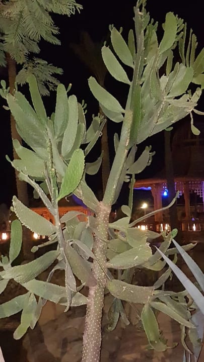 Gartenanlage Parrotel Beach Resort