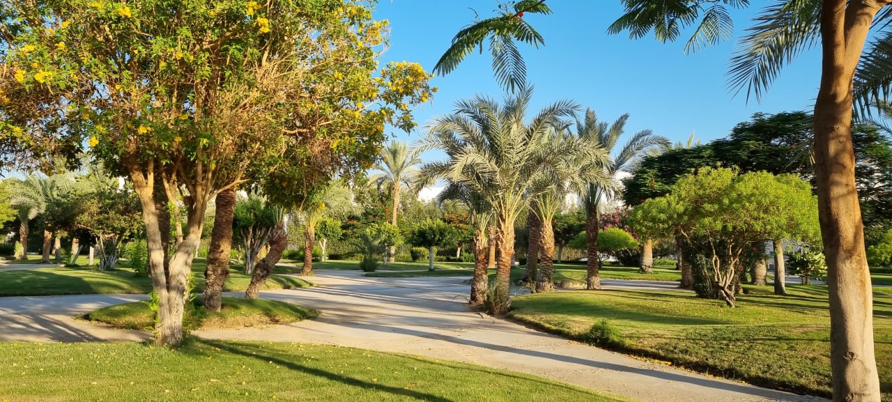Gartenanlage Desert Rose