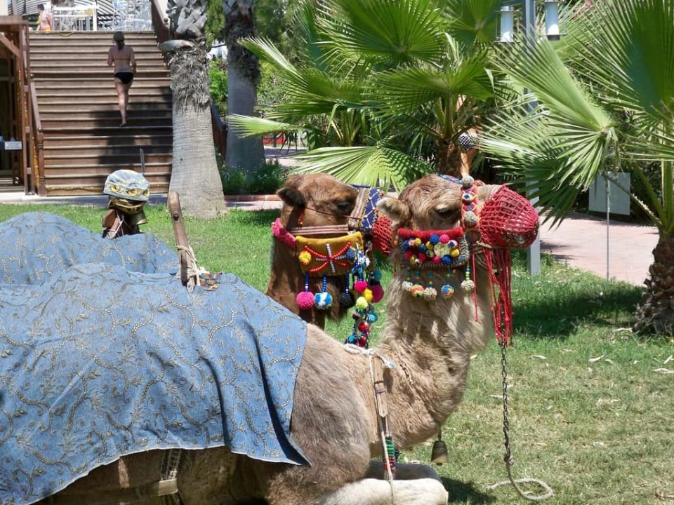 Besuch am Strand Hotel Thalia Unique
