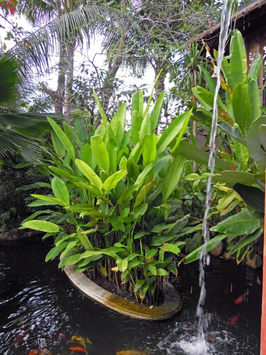 Koi Teich Zazen Boutique Resort & Spa