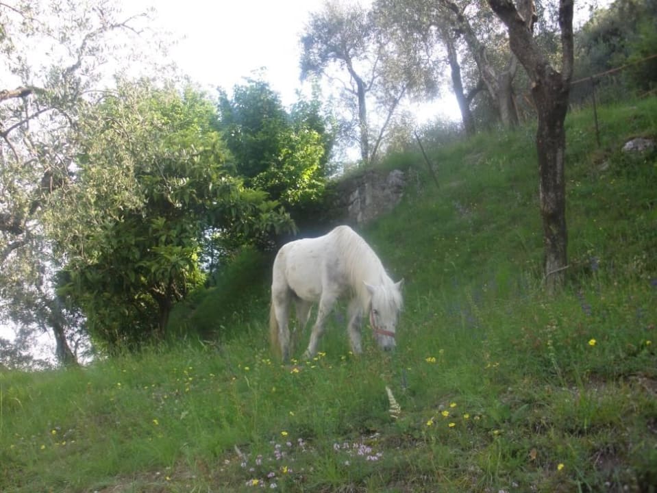 Fender Appartements Casa al Monte