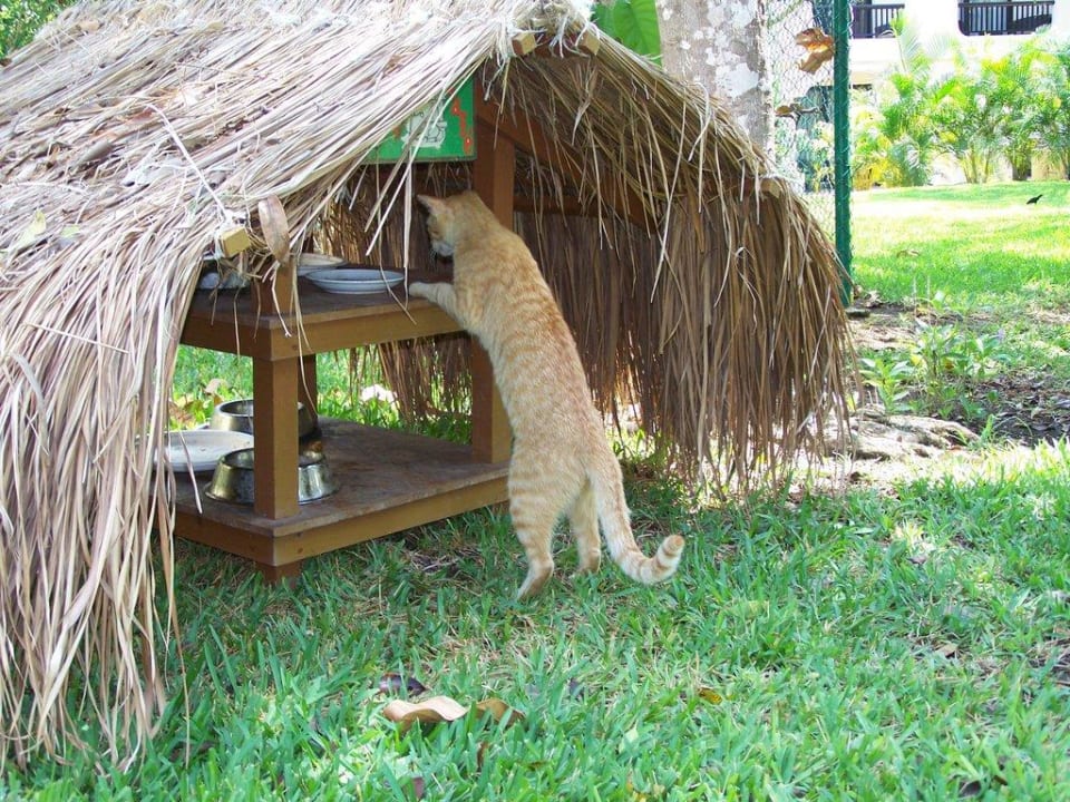 Das Cat-Café Sandos Playacar Select Club Adults only - All Inclusive
