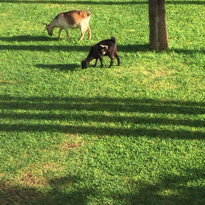 Pasace sie kozy w ogrodzie Hotel Riu Oliva Beach - Hotel