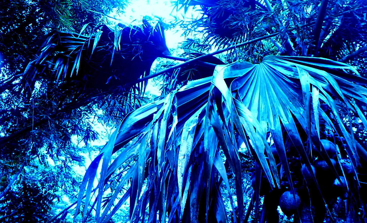 Palmen in Blau Berjaya Beau Vallon Bay Resort & Casino