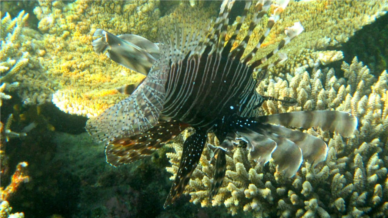 Lions Fish Angaga Island Resort