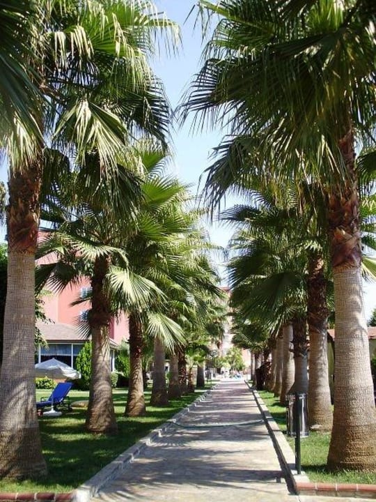 vom Strand zum Hotel Hotel Royal Garden Beach