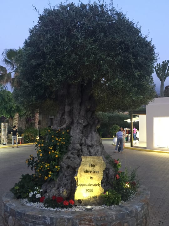 Gartenanlage Ikaros Beach Luxury Resort & Spa - Adults Only